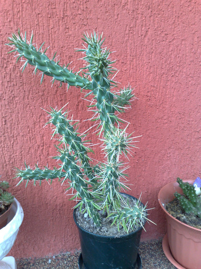 14082011092 - cactusi si suculente