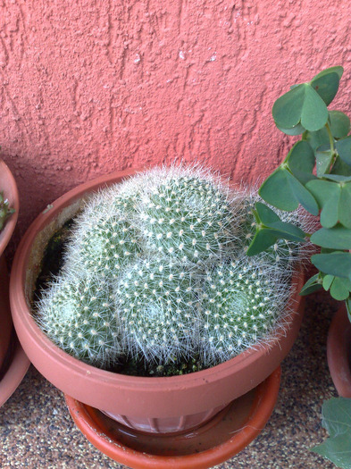 14082011094 - cactusi si suculente