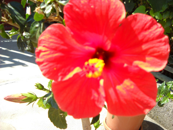 14.08.2011-Pierdut copac - HIBISCUS- 2011