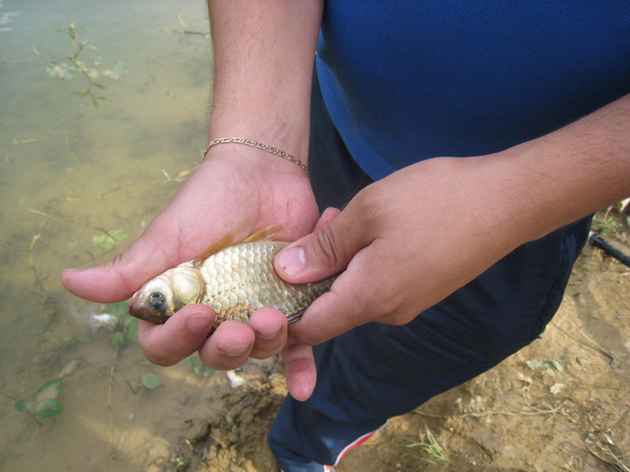 MUNTE ARGES 22.07.2011 337