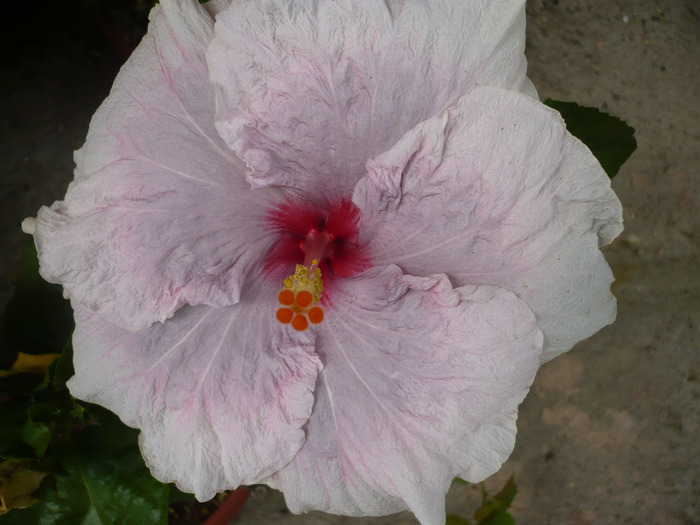 15.08.2011 - HIBISCUSI 2011-2