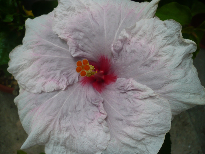 P1090329 - HIBISCUSI 2011-2