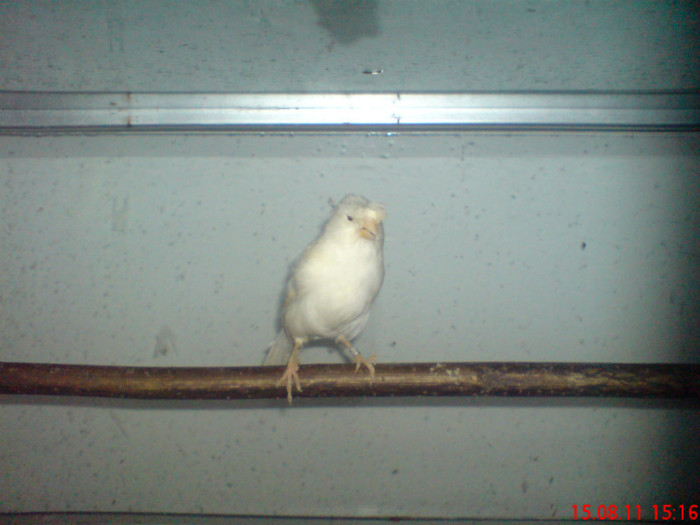 DSC00012 - Canari la voliere