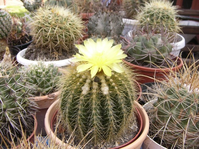 P1160598 - Cactusi