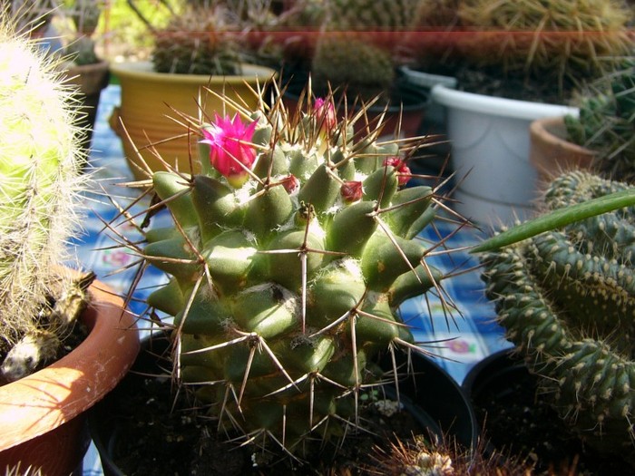 P1160601 - Cactusi