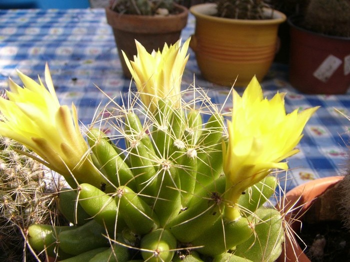 P1160605 - Cactusi