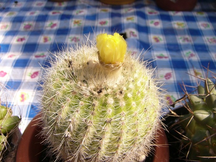 P1160606 - Cactusi