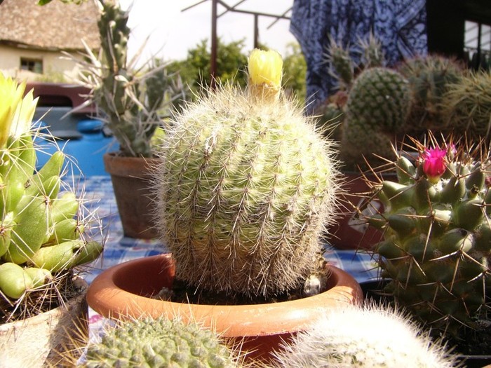 P1160607 - Cactusi