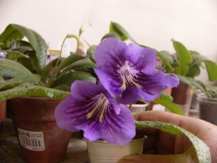 bristols smelly cat - Streptocarpus