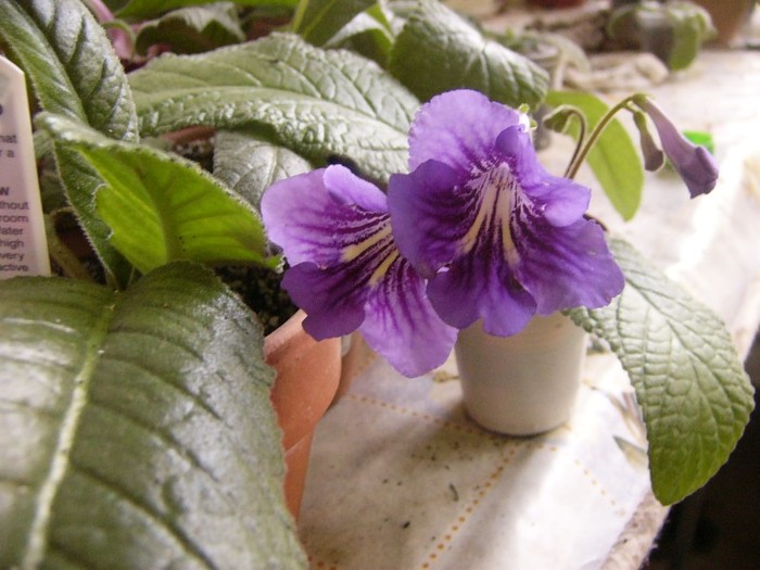 bristols smelly cat - Streptocarpus