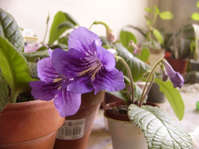 bristols smelly cat - Streptocarpus