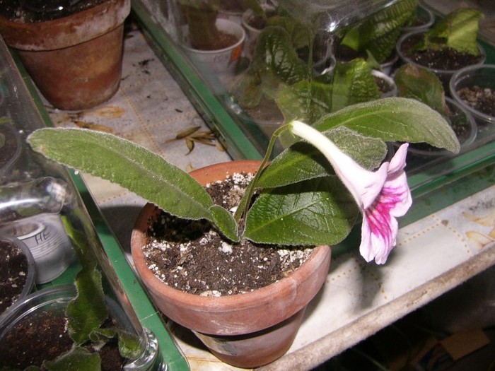 fernwoods morning - Streptocarpus