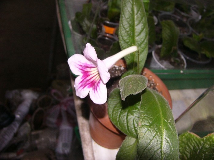 fernwoods morning - Streptocarpus