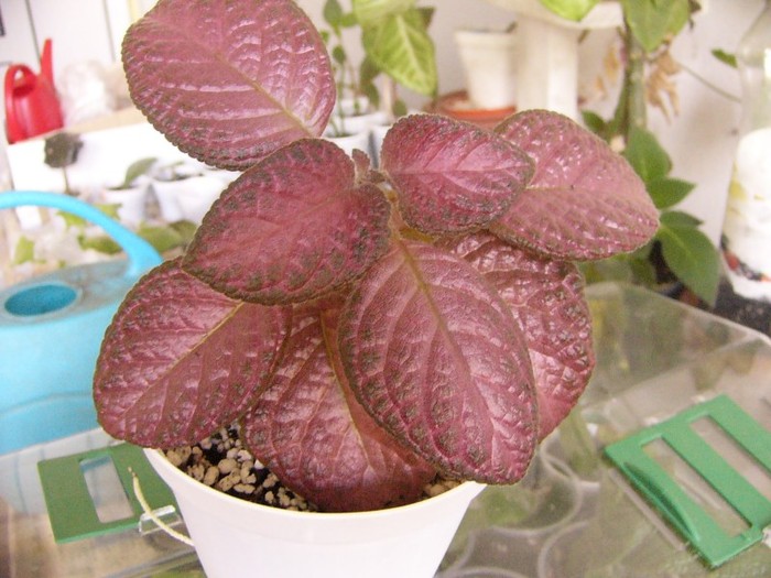 country clown - Episcia