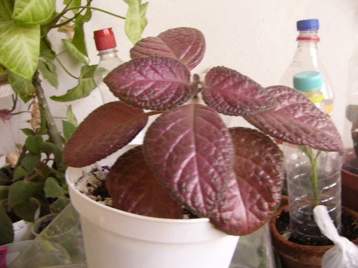 country clown - Episcia