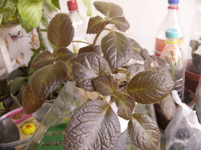 prinkiscia - Episcia