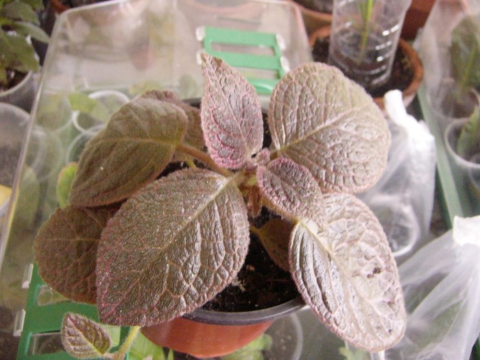 chocolate cream - Episcia