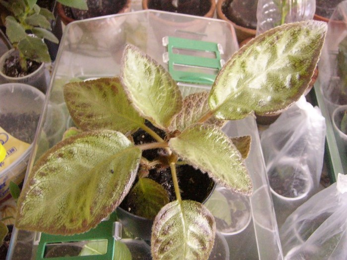 silver skies - Episcia