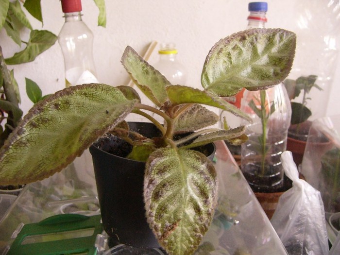 silver skies - Episcia