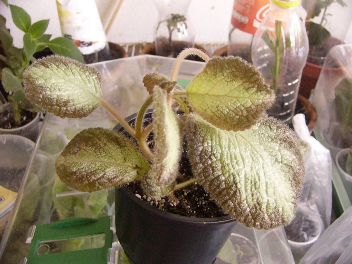 P1160638 - Episcia