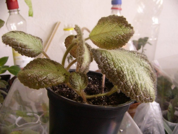 P1160640 - Episcia