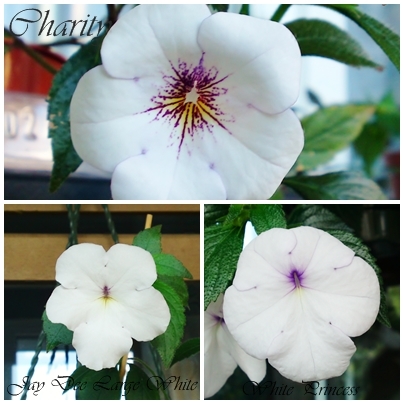 3xALB - Achimenes