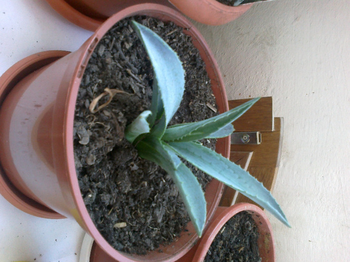 14082011661 - Agave americana