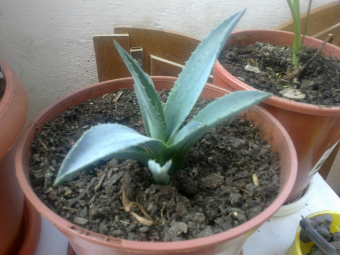 15082011674 - Agave americana