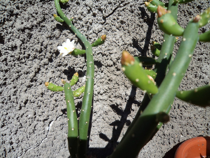 Flori si boboci austroc. subulata