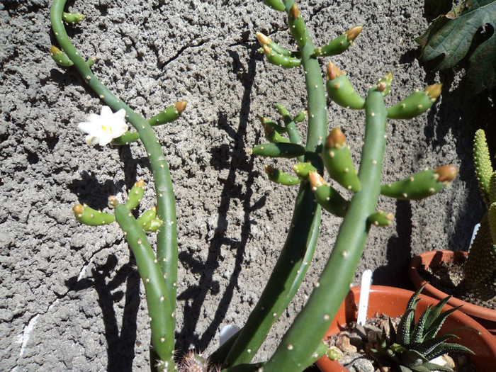 Austrocylindropuntia subulata - Cactusi si suculente 2011