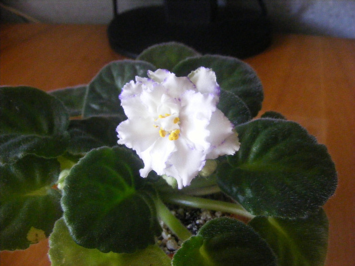 15.08.2011 - Arctic Frost