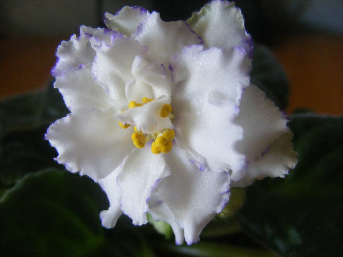 15.08.2011 - Arctic Frost