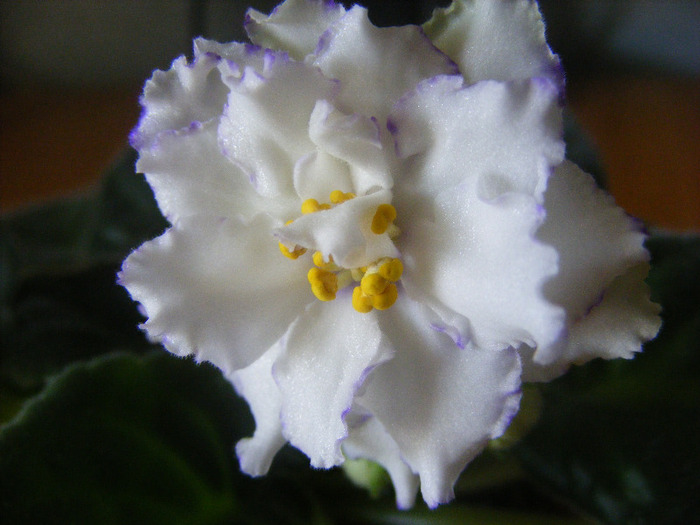 15.08.2011 - Arctic Frost