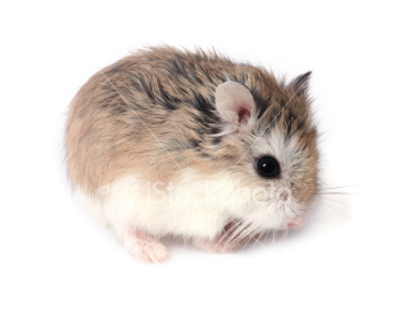 istockphoto_3009190-roborovski-hamster