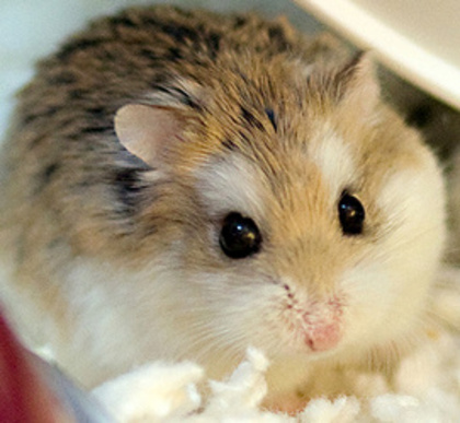 hamster_pitic_rusesc