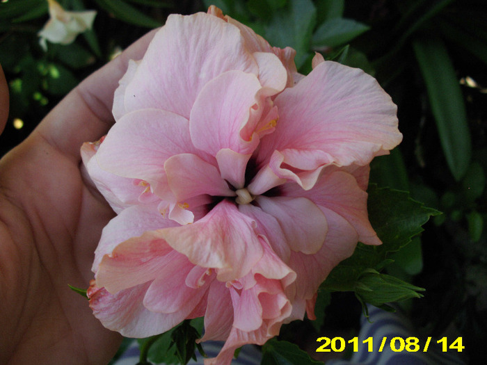Picture 002 - hibiscus
