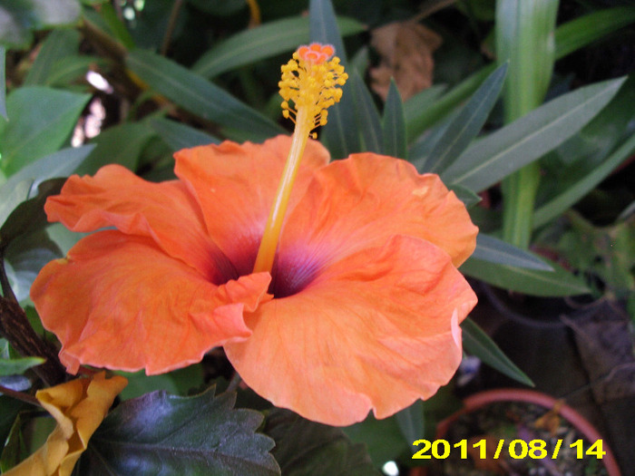 Picture 004 - hibiscus