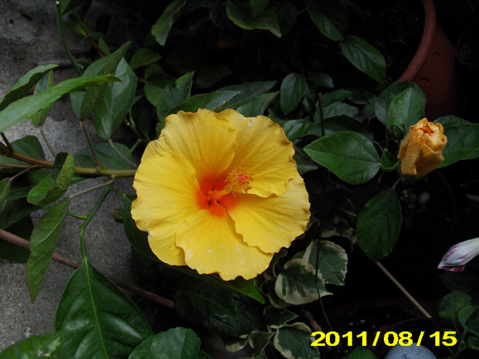 Picture 013 - hibiscus