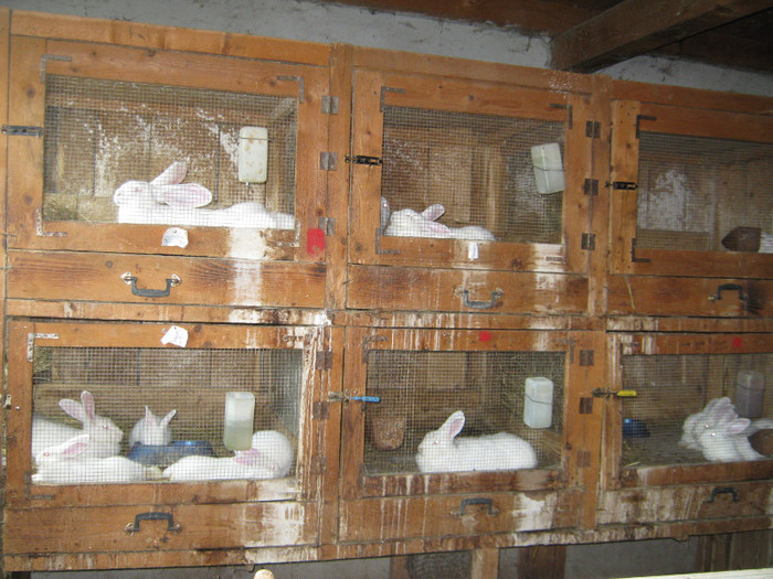 august-2011-neozelandezi