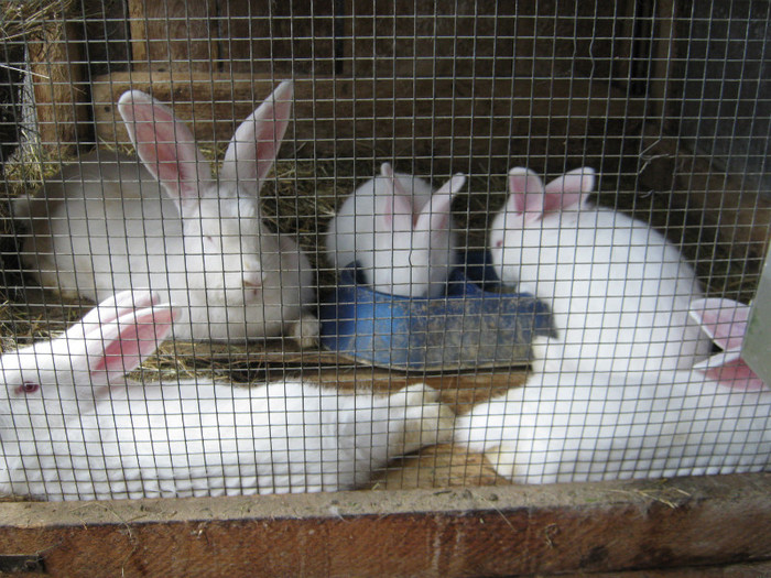 neozelandez-uriasi alb- metis