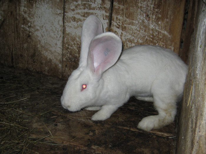 pui de urias alb 4 luni din austria