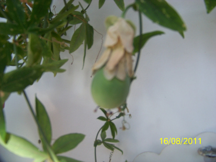 160_1601 - Passiflora 2011
