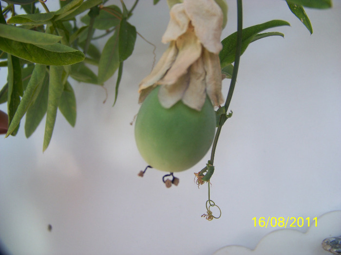 160_1602 - Passiflora 2011