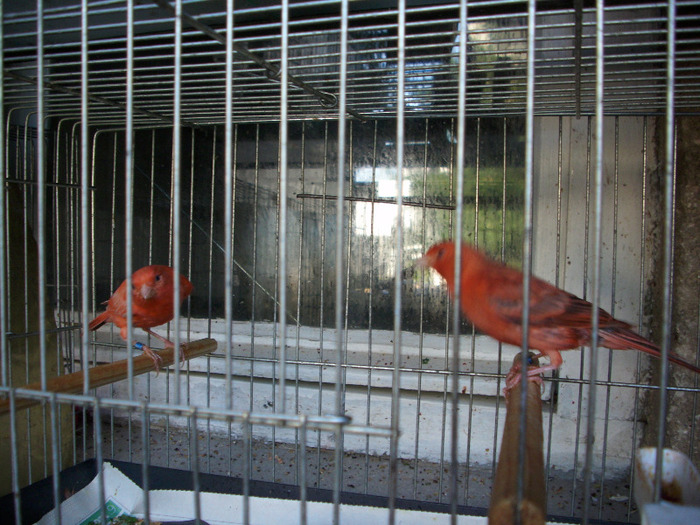 canari de culoare - Canari la voliera -2011