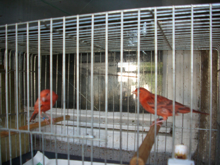 canari de culoare