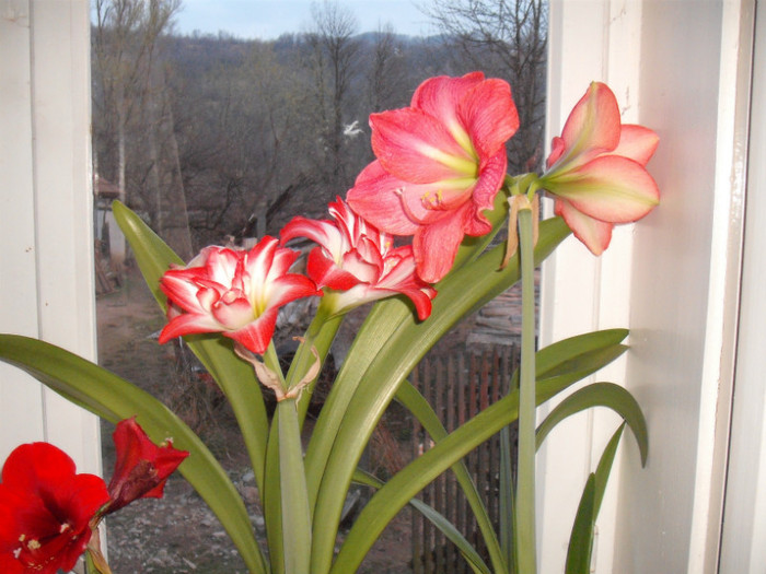 DSCF4876 - Amaryllisi