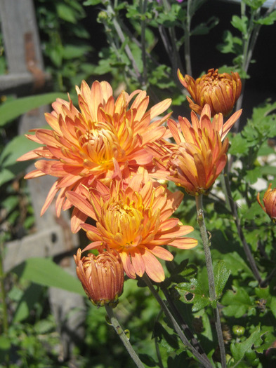 DSCN7279 - 1 Acasa 2010