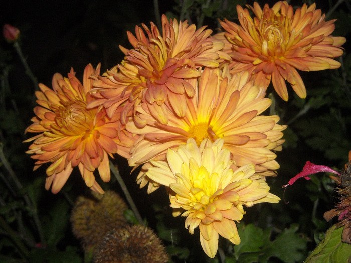 DSCN7310 - 1 Acasa 2010