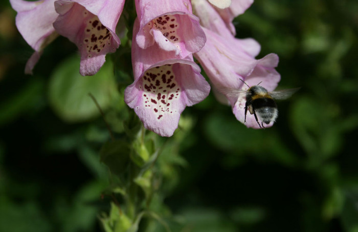 bee-on-foxglove-flower-29941281354257b0Dh - AlBiNuTe