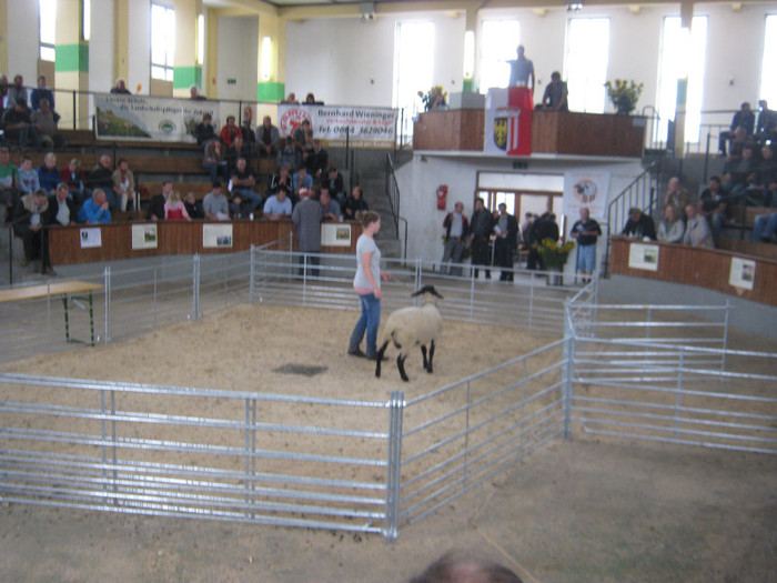 Liza liciteaza berbecul